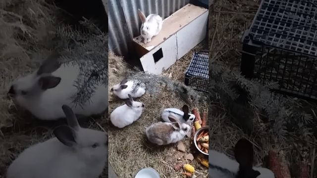 Кролики 11.ноября.2020 спустя месяц))) смотреть онлайн