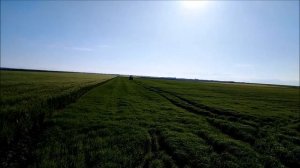 подкормка ячменя селитрой. 8.05.19