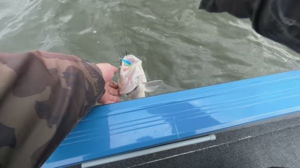 Жереха на спинингах Zetrix Orsa Nero и Headaway