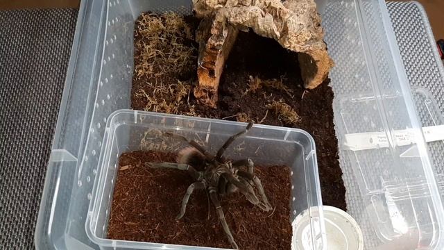 Rehousing ng Pamphobeteus nigricolor columbia at syempre may bonus na malupit na pairing video tayo смотреть онлайн