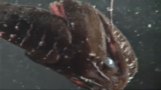 ТОП 5 РЕАЛЬНО СУЩЕСТВУЮЩИХ ПОДВОДНЫХ МОНСТРОВ! TOP 5 REAL UNDERWATER MONSTERS! смотреть онлайн