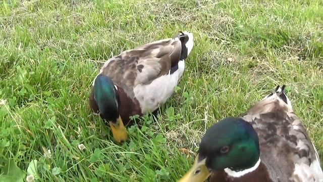 Селезни пикник мужского общества