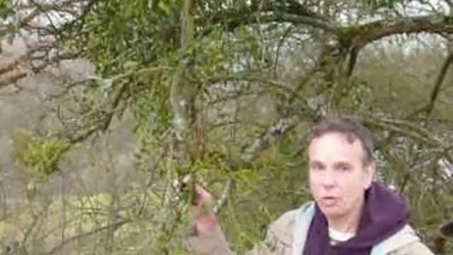 Maretak IOCOB смотреть онлайн