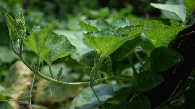 Test tốc độ lấy nét Sony A7R2 + Lens KIT 28-70