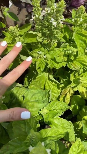 Один лист на целый бутерброд🌱Базилик Русский Размер | Усадьба-Семена смотреть онлайн