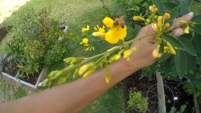 GROWING PIGEON PEAS : Gandules NITROGEN  FIXING