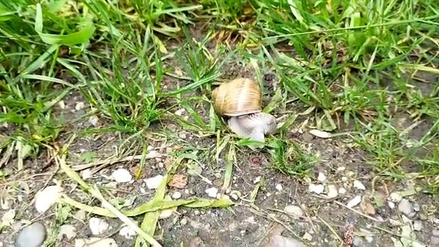 Gastropoda...Helix pomatia...Éticsiga...Snail...2,,, смотреть онлайн