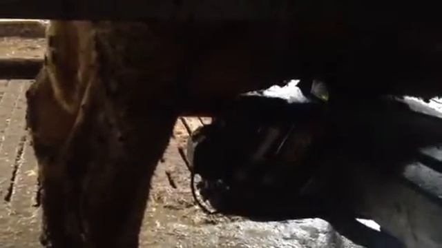 Белорусский коровник с буржуйскими роботами