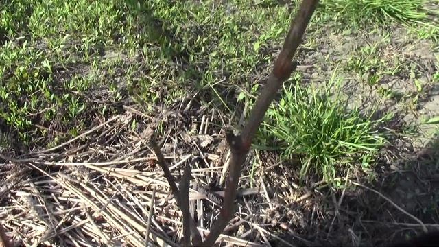 начало вегитации винограда в 18 году. смотреть онлайн