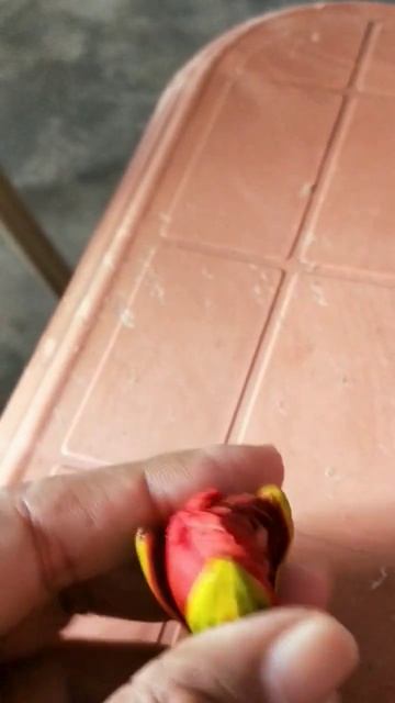गुलमोहर के फूल की कली ( the bud of delonix regia or royal poinciana ) #gulmohar #flowers смотреть онлайн