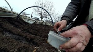 Сею семена томатов, на рассаду в парник.