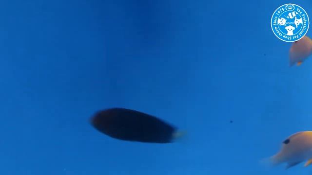 【チャーム】海水魚 トールボッツダムセル Chrysiptera talboti タルボッツダムセル charm動画 смотреть онлайн