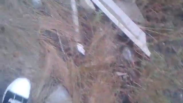 сезон ящерец потходит к канцу