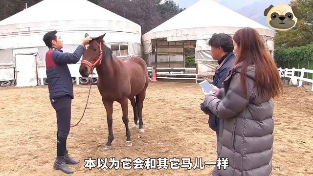 金雕幼鳥為了爭奪巢穴，哥哥竟然被弟弟推下數百公尺懸崖，它能成功活下來嗎？ 【小奶狗觀影】 смотреть онлайн