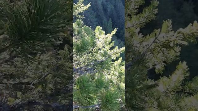 Дошли!Мы просто красавчики 😁 ставим ,ставим нам 👍не жалеем.И моим уважаемым зрителям 🌞✋