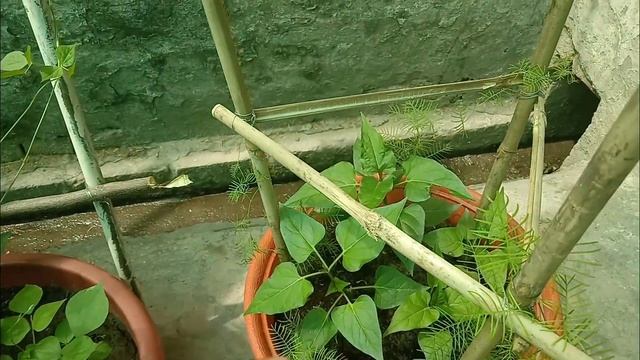 How To Grow Summer Flowers And Vegetables In Container Part 2 смотреть онлайн