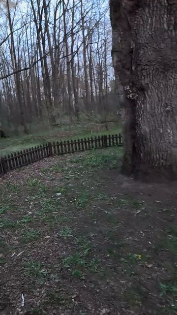 Встретились со Стасом в Старом Осколе и он нас свозил к 500 летнему Дубу #Дуб #Стас #Оскол смотреть онлайн