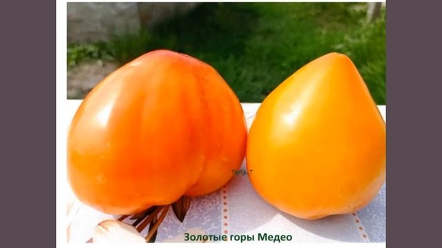 Вкусные сорта томатов! смотреть онлайн