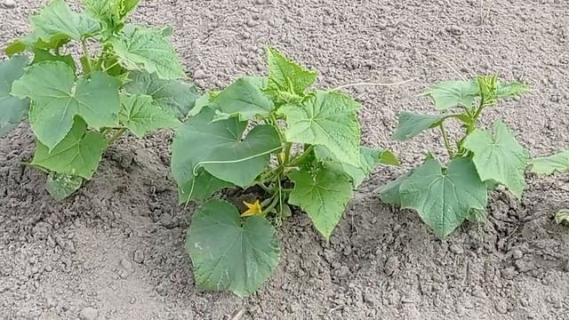 26.06.23г. ОГУРЦЫ и МОРКОВЬ в открытом грунте. смотреть онлайн