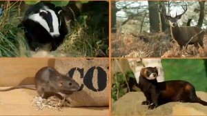 Карточки Домана Часть 2 Животные Леса