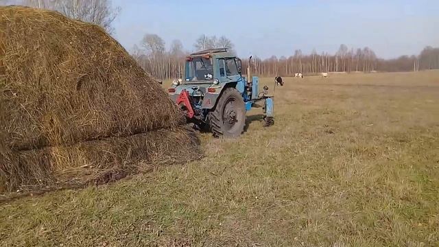 Тащим сено. 12 октября 2019 года. На мтз 80. смотреть онлайн