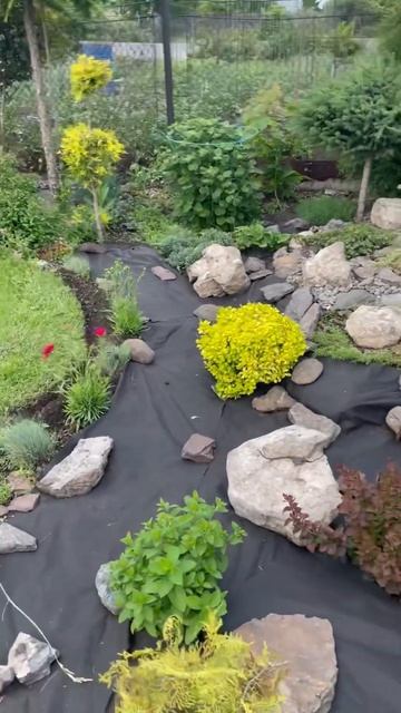 Альпийская горка на даче 🧚🏾 #сад #садмечты #садовод #альпийскаягорка#цветы #посадка #природа смотреть онлайн