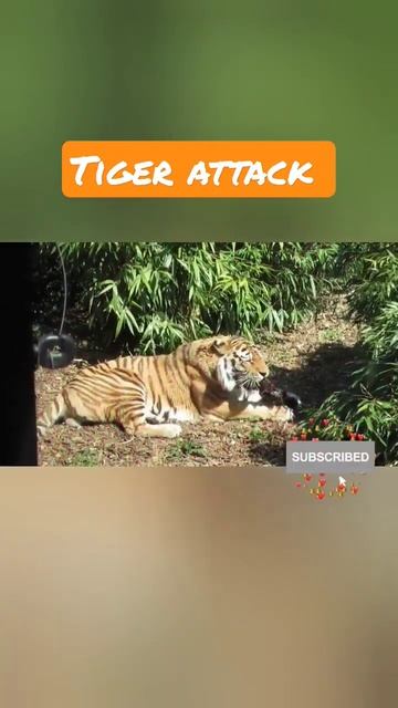 Tiger Attack #shorts tiger saffari смотреть онлайн