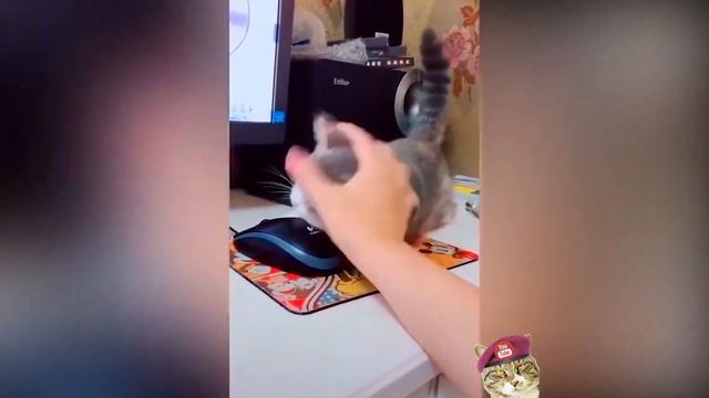 🐱 Котики и милые котята 🐱 Тикток нарезка Смешные моменты 💋 Кот Тигра смотреть онлайн