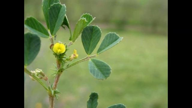 Люцерна мінлива (Medicago polymorpha) смотреть онлайн