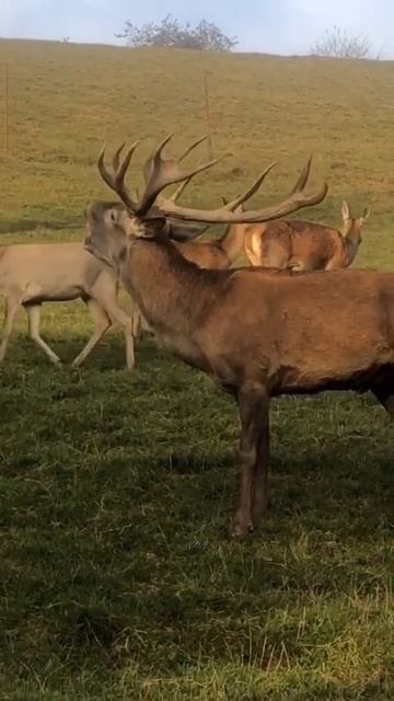 Deer 🦌 voice sound on "wonderful of nature" wildlife animal #wildlife #nature #shorts смотреть онлайн