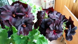 Май. Балкон. обзор цветущих пеларгоний. Опытный коллекционер пеларгоний показывает...