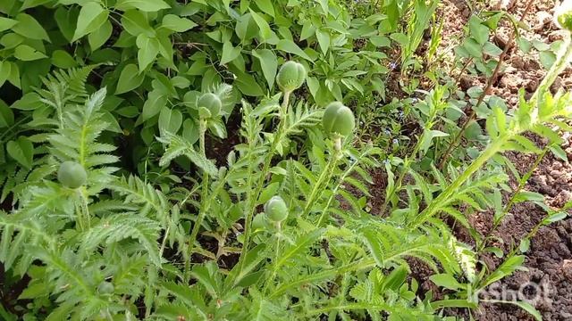 Обзор моей дачи на 19.05.2024г.Цветет вейгела,калина,испанский ирис.Посадила георгины.