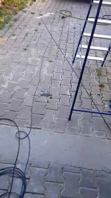 Завтра переезд, последняя ночь в тепле #stork #animals #аист #брестскийаист #брест #короткиевидео