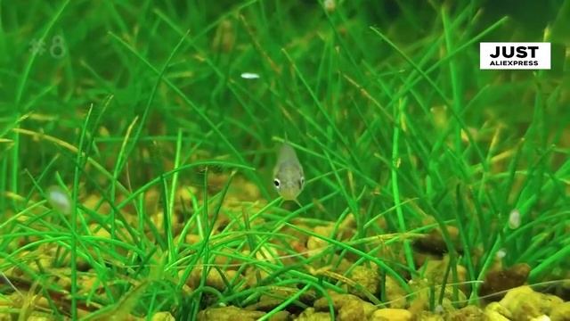 САМЫЕ КРУТЫЕ ВЕЩИ С АЛИЭКСПРЕСС смотреть онлайн