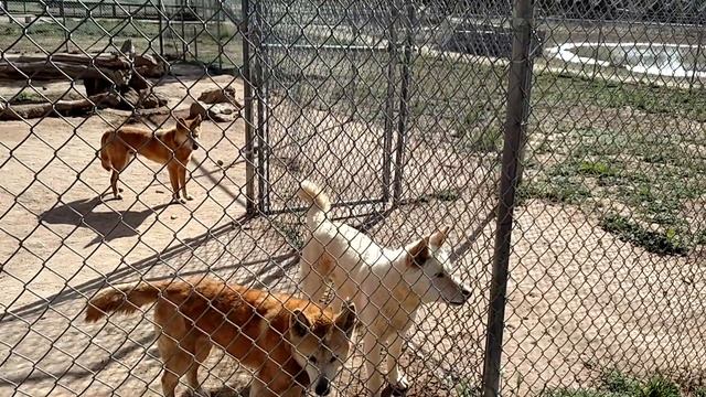 Dingo, Glacier Is Hungry...