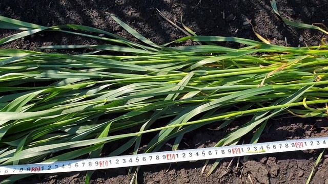 озимая пшеница на 11 мая, в условиях Донбасса,после весенних мероприятий. смотреть онлайн