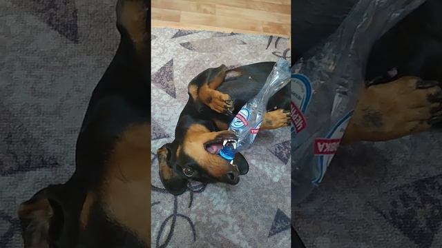 Динка играет с бутылкой