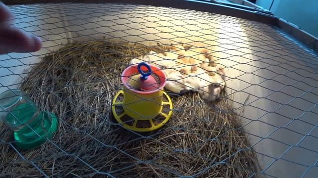 Выращивание бройлерных индюков на мясо смотреть онлайн