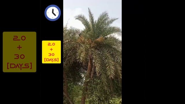 DATE PALM TREE 🌲 Fruit Time lapse 🌱🌾 #shorts #viral #timelapse #trending #vegetables #life #nature смотреть онлайн