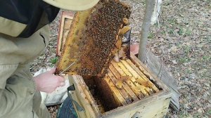 Пчелы Бакфаст