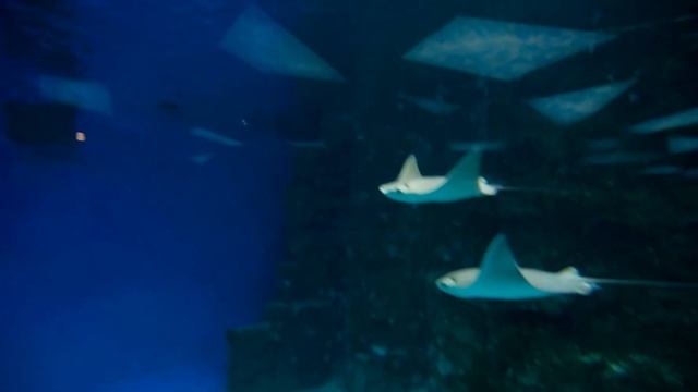 4K Stunning Underwater Wonders Of The Red Sea + Relaxing Music - Coral Reefs & Colorful Sea Life