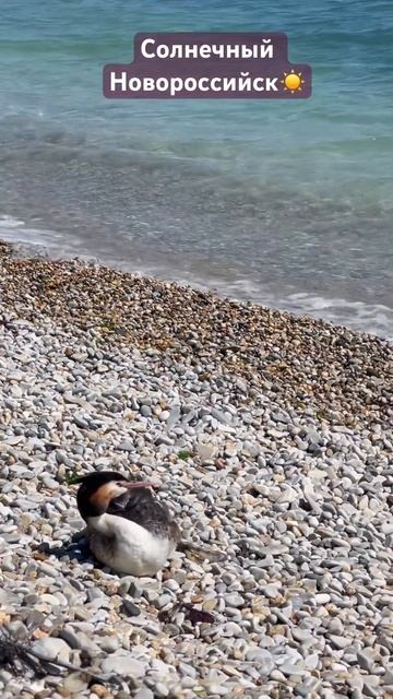НОВОРОССИЙСК. СОЛНЕЧНО, НО СИЛЬНЫЙ ВЕТЕР. 8 АПРЕЛЯ 2024 #переезднаюг #новороссийск #черноеморе смотреть онлайн