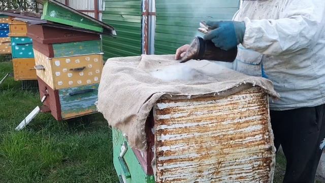 Сельская минутка №24 / ПОСАДИЛИ РОЙ ПЧЕЛ В УЛЕЙ! смотреть онлайн