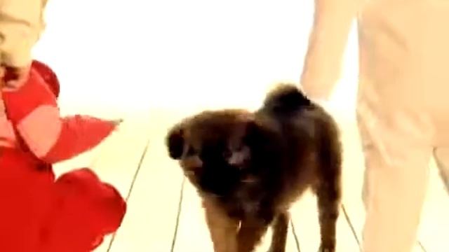 Tiny love Развивающий мультик для самых маленьких деток смотреть онлайн