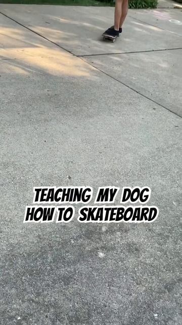 Cool dog learns to skateboard #jojotheboxer #boxerdog #bestdogever #skateboardingdog #skateboard смотреть онлайн