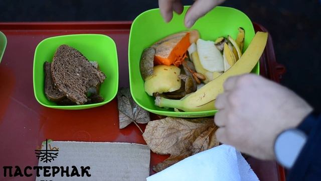 Пастернак Біо: Чим харчувати каліфорнійського черв'яка смотреть онлайн