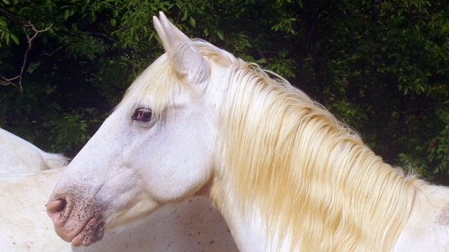 Белая лошадь с золотой гривой . 🐎Музыка Баталовой Амелии. Видео Баталовой Елены . смотреть онлайн