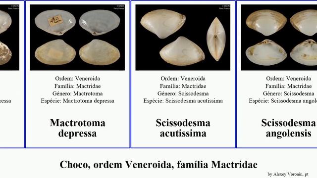 Choco, ordem Veneroida, família Mactridae maxima mollusca compressa solida depressa angolensis смотреть онлайн