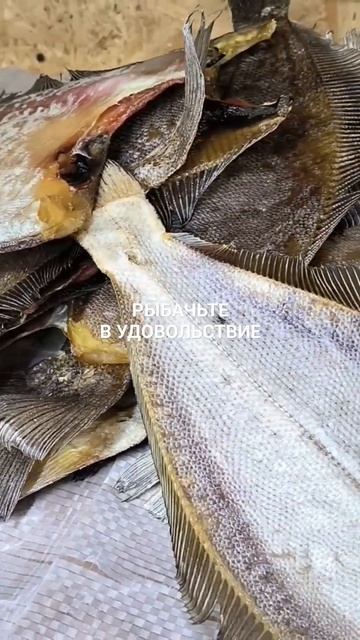 Ёрш вяленый поедет в Владикавказ.