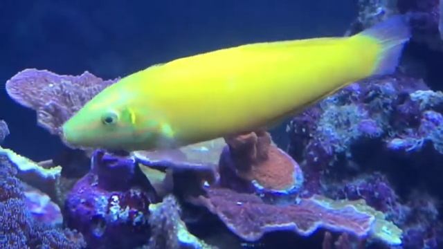 Halichoeres Chrysus смотреть онлайн